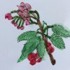 whitebeam